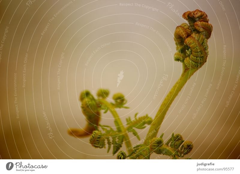 fern Plant Fist Green Convoluted Growth Flourish Colour Summer polypodiophyta Shoot pteridophyta Pteridopsida Plantlet Power Nature Life