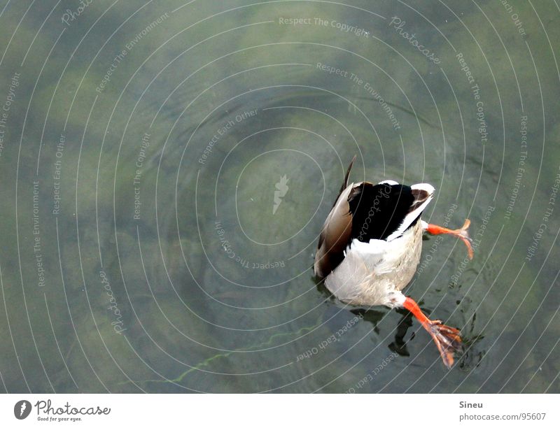 Diving exam ... Drake Squeak duck Bottom Rear side Sewer Lake Lake Baggersee Pond Garden pond Britzer Garten Dive Foraging Handstand Go crazy Waves Summer Hot