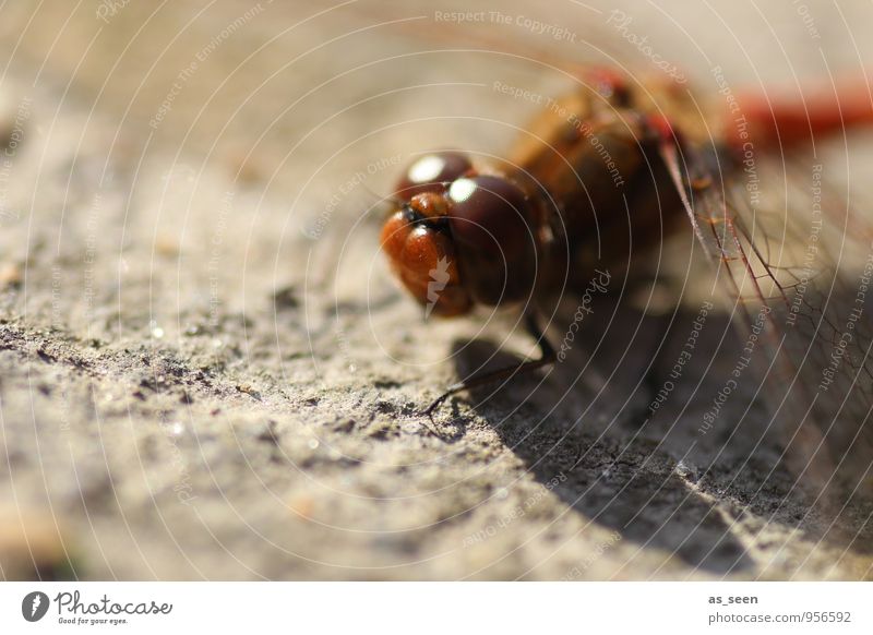 Dragonfly in the sun Animal Animal face Wing Insect 1 Glittering Sit Esthetic Exceptional Elegant Original Brown Orange Red Warm-heartedness Beautiful Bizarre