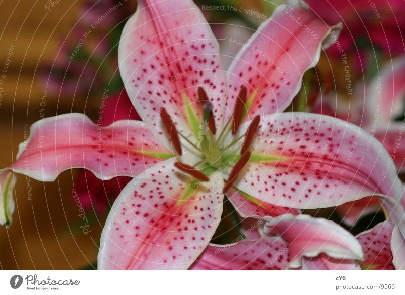 blossom Blossom Pistil Spotted Detail