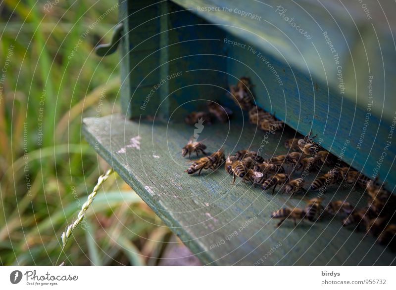 Busy bees Bee-keeper Bee-keeping Summer Meadow Beehive Group of animals Flock Work and employment Movement Crawl Living or residing Together Positive Power