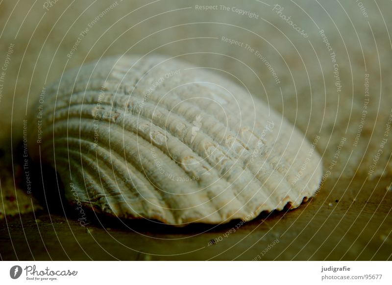 seashell Lime Mussel Discovery Cockle Wood Arrangement Find Ocean Beach Vacation & Travel Gray Summer House (Residential Structure) Empty Hard