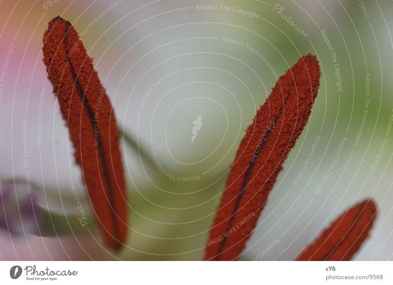 blood stamps Blossom Pistil Detail