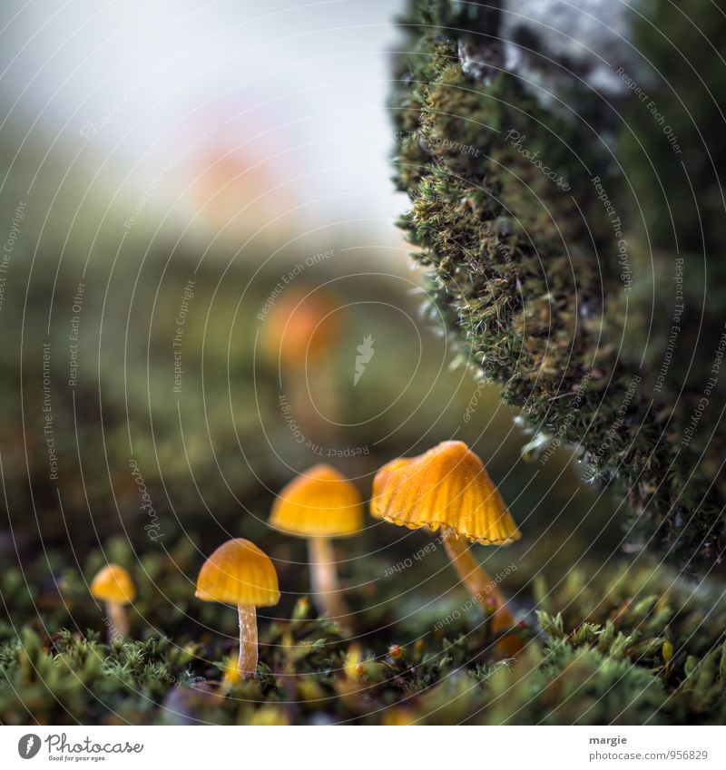 Pilzwelten: small yellow mushrooms in the moss under a stone Mushroom Mushroom cap Nutrition Environment Nature Plant Moss Forest Woodground Stand Growth Wait