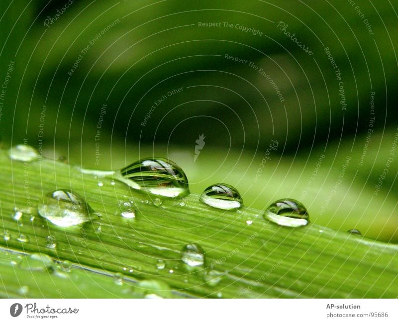 Drops *1 3 Rain Macro (Extreme close-up) Fresh Wet Damp Reflection Near Green Grass green Round Glittering Water Calm Easy Perfect Concentrate Close-up