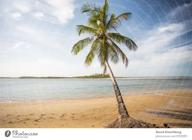 Dream beach II Vacation & Travel Summer vacation Sunbathing Nature Landscape Sand Water Sky Clouds Beautiful weather Tree Coast Beach Bay Ocean Island Oasis