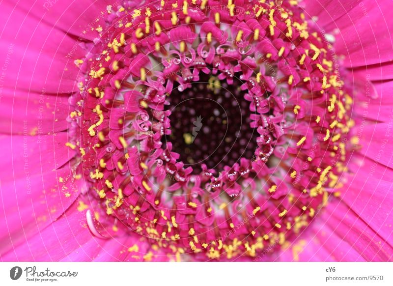 pink flower 2 Blossom Pink Flower Detail