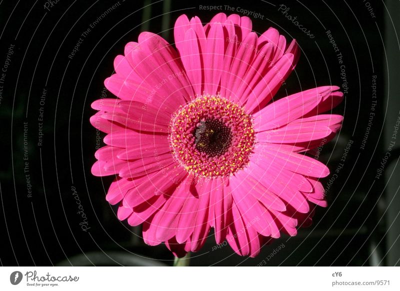 pink flower 3 Blossom Pink Flower Detail