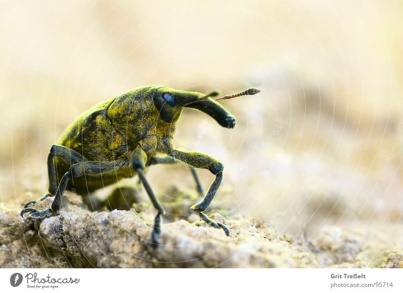 weevils Insect Animal Trunk Weevil Meadow Field Beetle Stone