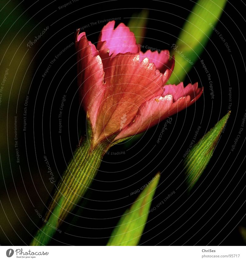 Dianthus_deltoides_Heath_Carnation Dianthus deltoides Heathland Flower Blossom Red Pink Green Black Plant Spring Summer Garden Bed (Horticulture) Stalk