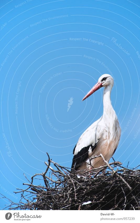 obeisant a stork Nature Animal Air Sky Cloudless sky Spring Summer Poland Roof Chimney Wild animal Bird Wing Stork Geranium 1 Rutting season Athletic Elegant