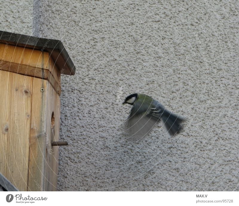 Dining on wings Tit mouse Bird Snapshot Birdhouse Wall (building) Feeding Spring bird box piping