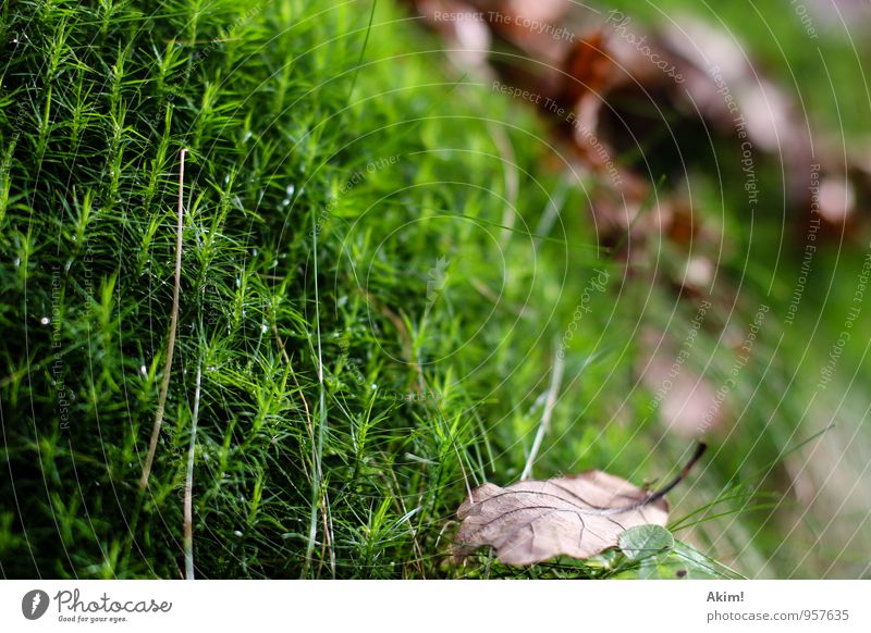 Green Autumn Nature Plant Grass Bushes Moss Foliage plant Forest Unwavering Relaxation Life Calm Damp Leaf Macro (Extreme close-up) Endurance Autumnal