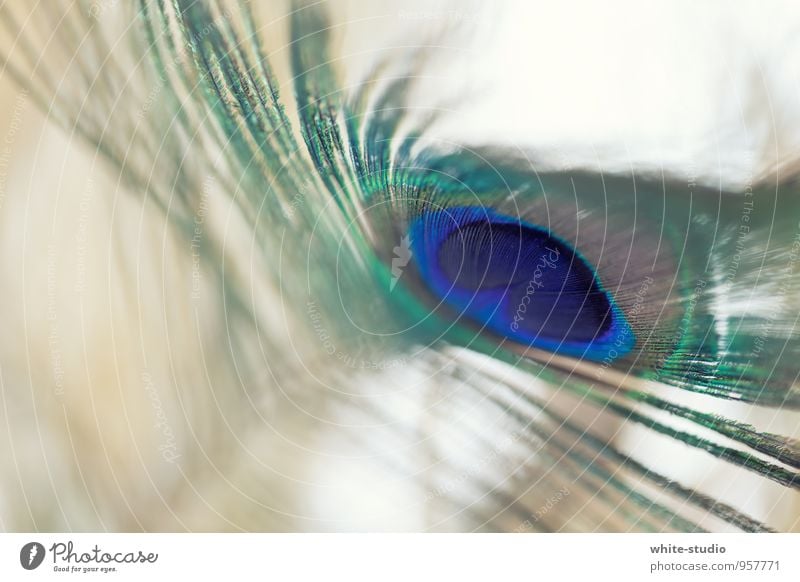 Peacocks of colour Beautiful Multicoloured Blue Turquoise Peacock feather Seeming splendour of feathers Feather Jewellery Bird peacock butterfly Peacock mask