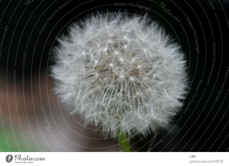 dandelion Dandelion Meadow Detail Nature