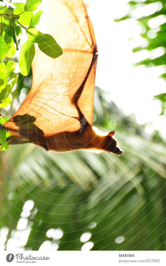 Flying Fox upside down in tree Style Exotic Vacation & Travel Nature Animal Tree Leaf Virgin forest Wild animal Brown Green Black Watchfulness Asia Branch Twig