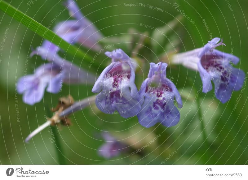 Blue flower Blossom Detail Nature