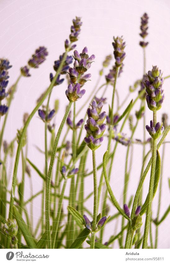 lavender_02 Lavender Violet Beautiful Flower Blossom Plant Green Perfume Summer Smooth Fragrance Medicinal plant