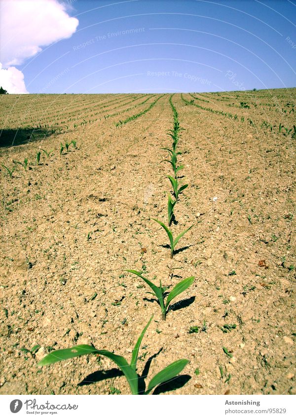 Who grows fastest? Summer Environment Nature Landscape Plant Earth Sky Clouds Horizon Weather Beautiful weather Drought Foliage plant Agricultural crop Field