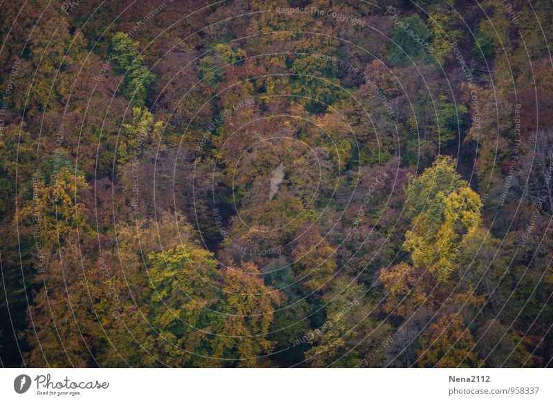 I believe I can fly Environment Nature Landscape Plant Air Autumn Beautiful weather Tree Forest Flying Hang Hiking Multicoloured Joie de vivre (Vitality)