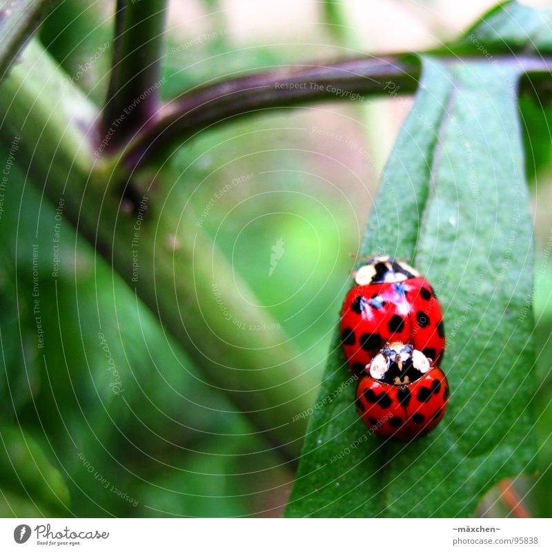 Ladybug love - make love not war Rutting season Spring Ladybird Joy Propagation Red Green Bushes Offspring Production Multicoloured ladybirds smudge Beetle