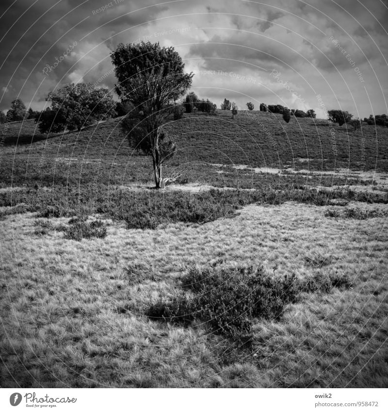 gesture Trip Far-off places Environment Nature Landscape Plant Sky Clouds Horizon Tree Bushes Wild plant Heather family Hill Nature reserve Luneburg Heath Dark