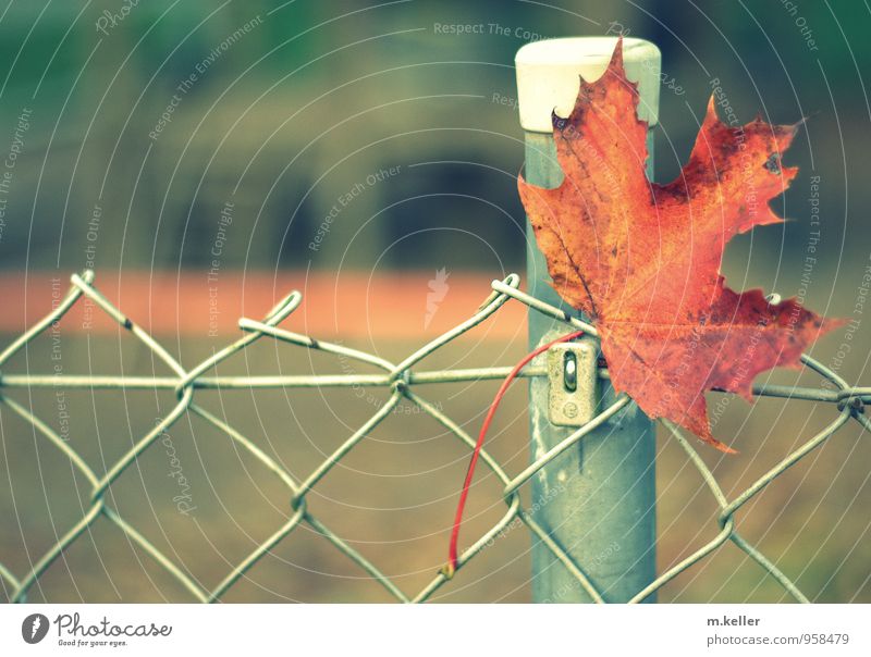 Autumn leaf Plant Uniqueness Identity Nature Detail