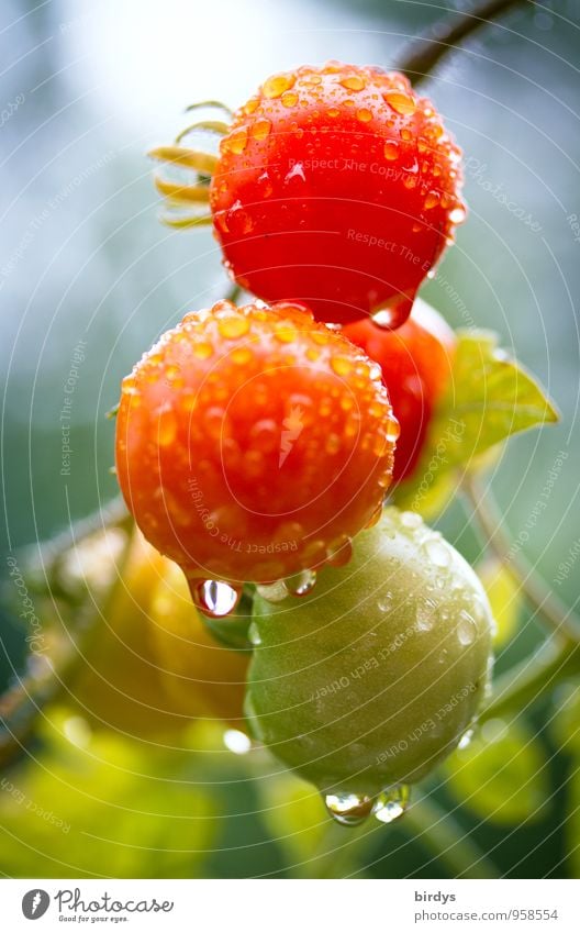 Organic outdoor tomatoes Vegetable Tomato Nutrition Organic produce Agricultural crop Seed head Fragrance Esthetic Healthy Delicious Wet Positive Juicy Green