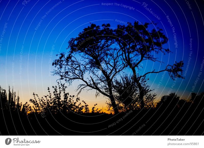 Blue hour Tree Progress Leaf Bushes Sunset Moody Colouring Twilight siluette Branch shrubber Sky