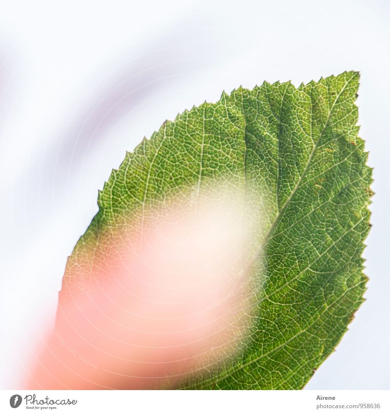 young and old Plant Leaf hazel bush Growth Fresh Deploy Come Renewable Colour photo Exterior shot Deserted Copy Space bottom Copy Space middle