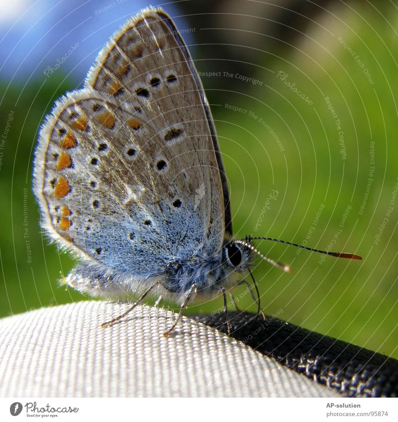 Hauhechel blue *2 Beautiful Freedom Summer Eyes Nature Animal Spring Flower Blossom Butterfly Wing Flying Violet White Emotions Spring fever Colour Ease