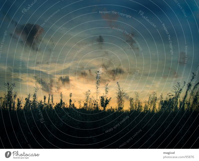 summer evening Moody Meadow Sunset Summer evening Flower meadow Grass Romance Clouds Sky Evening Weed