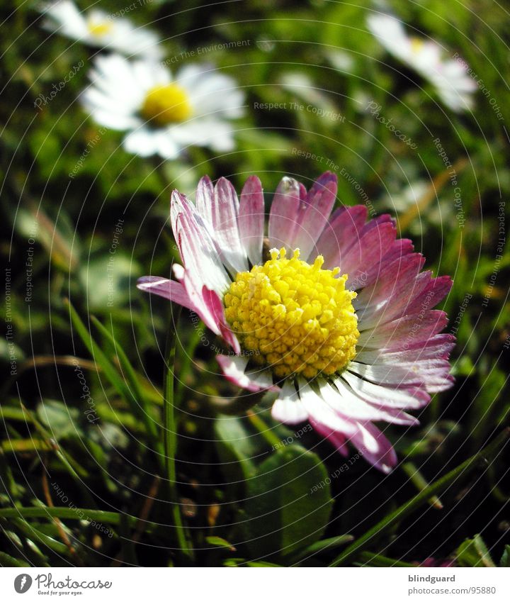 Little Flower Daisy Meadow Deep Grass Green Pink White Tree Near Plant Nature Macro (Extreme close-up) Close-up Spring Wild animal Garden