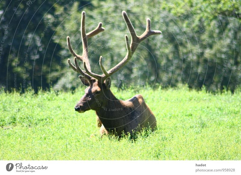 Wapiti bull, (Cervus canadensis), Animal Meadow Forest Pelt Green Deer giant deer Antlers Head electrolytic capacitor Steppe Americas Lie rocky Canada Bull elk