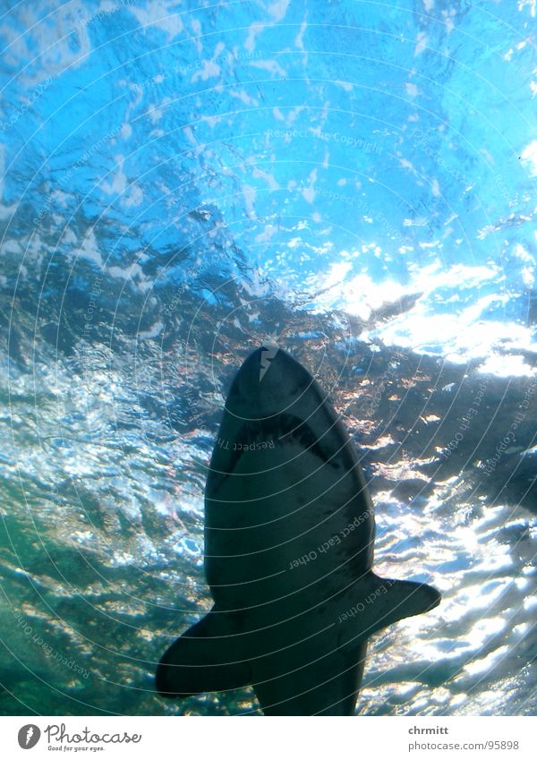 Ragged Tooth Shark 2 Oceans Aquarium Cape Town South Africa Atlantic Ocean Fish shark great white Sandy shark London Underground Water