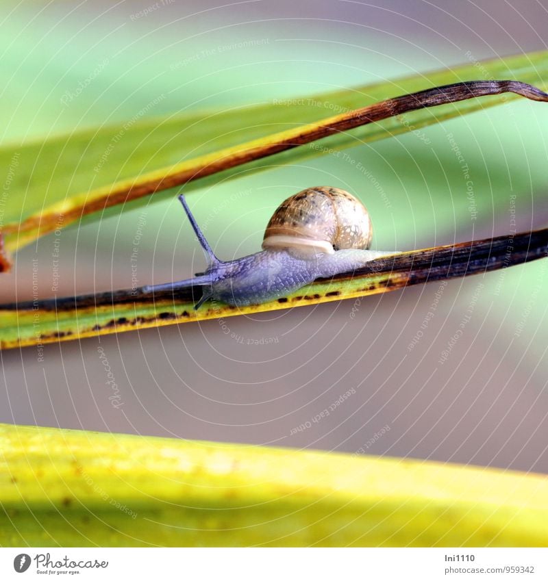 Young vineyard snail on the move Plant Animal Summer Leaf Garden Wild animal Crumpet escargot 1 Fantastic pretty Slimy Blue Brown Yellow Green Violet Black