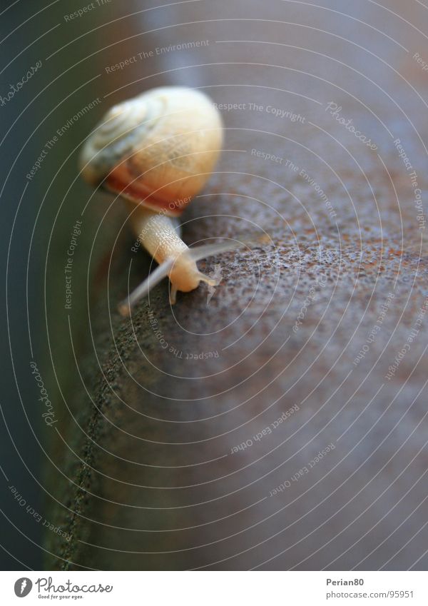 Mollusc - Part2 Snail shell Blur Iron Brown Animal Rust Macro (Extreme close-up) Close-up Mollusk Metal escargot escargots wry