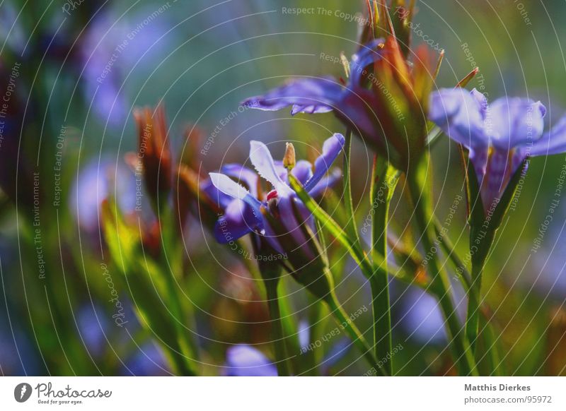 SUMMER ON BALCONY Flower Blossom Violet Stalk Flower stalk Blur Balcony Window box Summer Plant Garden Park Box Blue