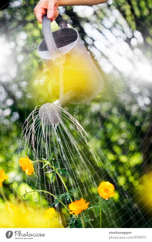 Watering Watering can Flower Garden Gardening Hand Summer Flowerbed Object photography Leisure and hobbies Day Exterior shot Snout Container