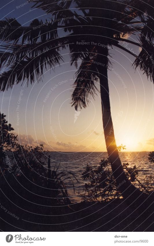 paradise Maldives Palm tree Sunset Ocean