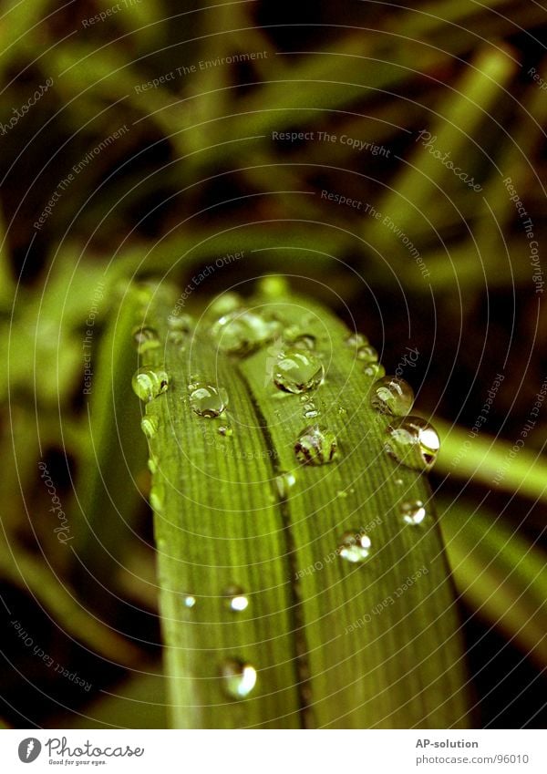 Drops *2 Rain Macro (Extreme close-up) Fresh Wet Damp Reflection Near Green Grass green Round Glittering Water Calm Easy Perfect Concentrate Close-up