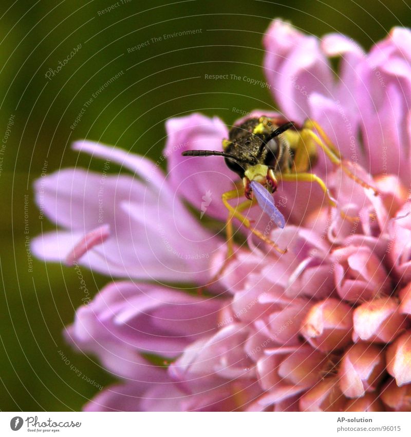 Flower Eater Something Wasps Animal Crawl Insect Small Diminutive Black Pests Diligent Work and employment Working man Nature Macro (Extreme close-up) Shorts