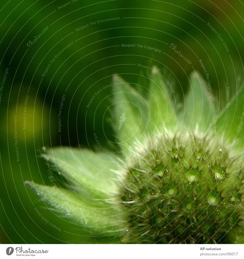 eaten flower Flower Flower meadow Blossoming Plant Growth Macro (Extreme close-up) Sprinkle Spring Summer Green Bouquet Bee Spring fever Beautiful Delicate