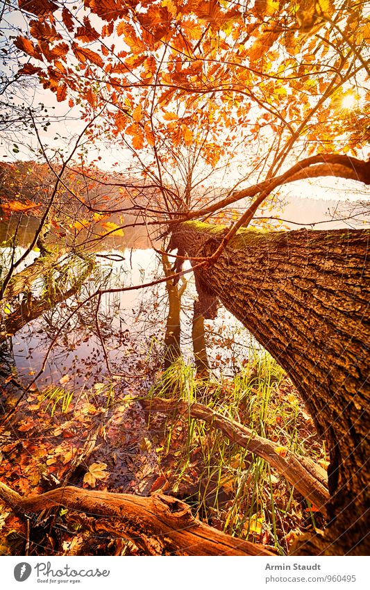 Tree - fallen over - autumn Calm Vacation & Travel Nature Landscape Water Sky Sun Sunlight Autumn Forest Lakeside Esthetic Beautiful Yellow Orange Moody