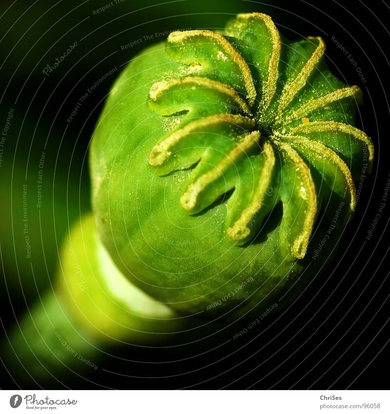 terminal poppy Poppy Green Black Corn poppy Seed Stalk Plant Flower Blossom Sprinkle Grain Poppy blossom Round Summer Macro (Extreme close-up) Close-up Sphere