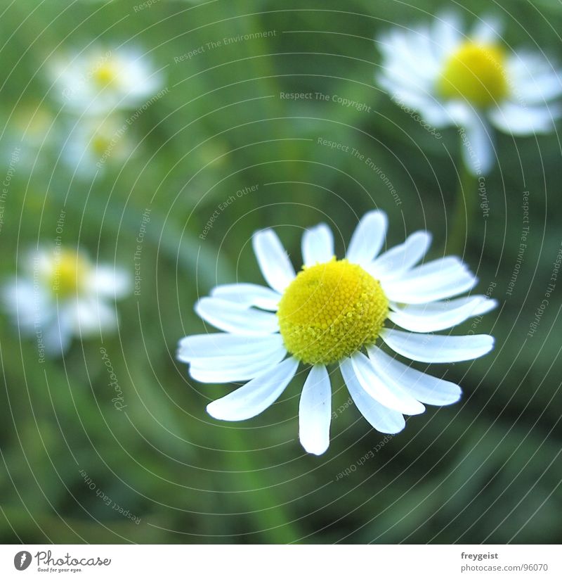 Chamomile is good for you Flower Plant Healthy Blur Meadow Medicinal plant