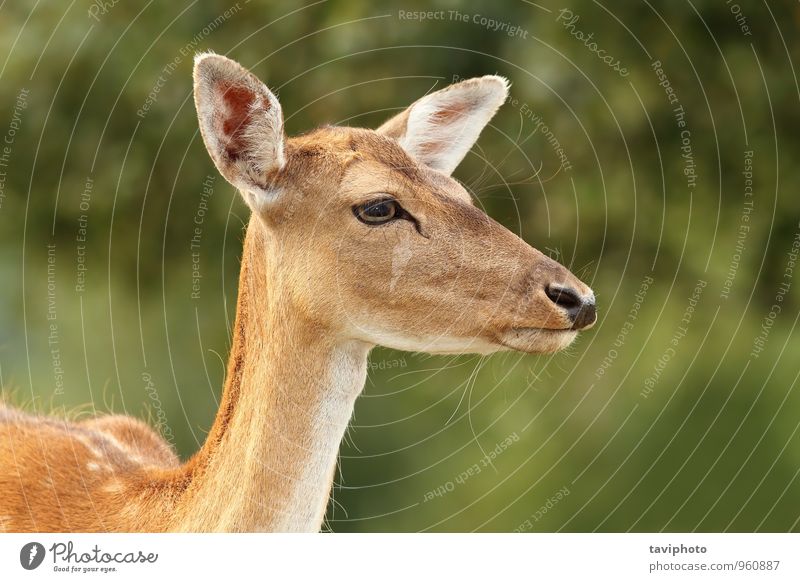 fallow deer hind portrait Beautiful Face Hunting Summer Woman Adults Environment Nature Landscape Animal Park Forest Fur coat Natural Wild Brown Green head