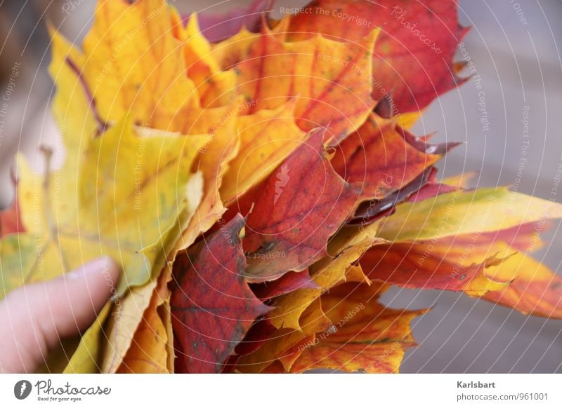 A handful of autumn Lifestyle Joy Healthy Well-being Environment Nature Animal Autumn Tree Leaf Garden Forest Bouquet Change Autumn leaves Autumnal