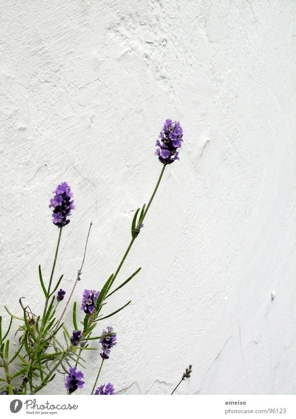 Moth poison (Part 1) Lavender Plant Green Balcony Wall (building) Plaster Flat (apartment) Beautiful Landscape Decoration Summer blossom. purple Nature