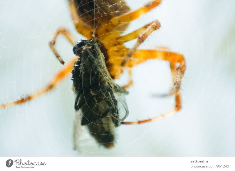 Fly + Spider Prey Anesthetized Capture Healthy Eating Dish Food photograph Set of teeth To feed Garden Hunting Cross spider Nursery web spider